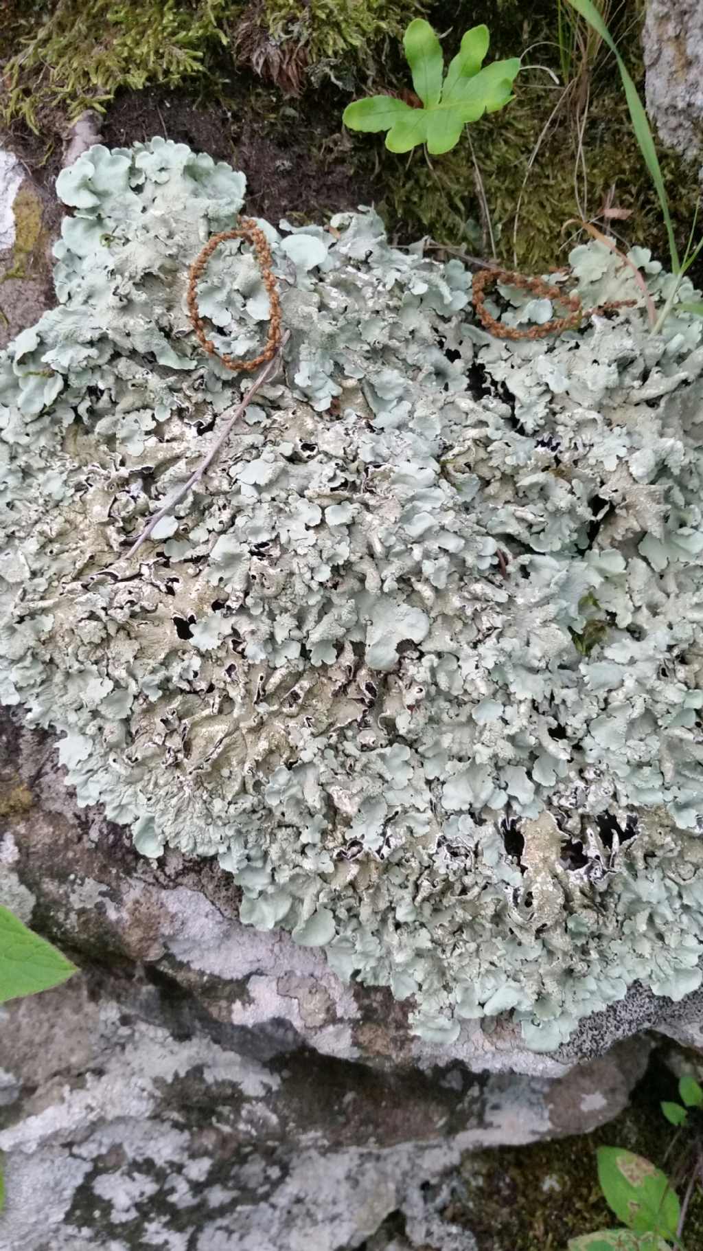 Che lichene 2?